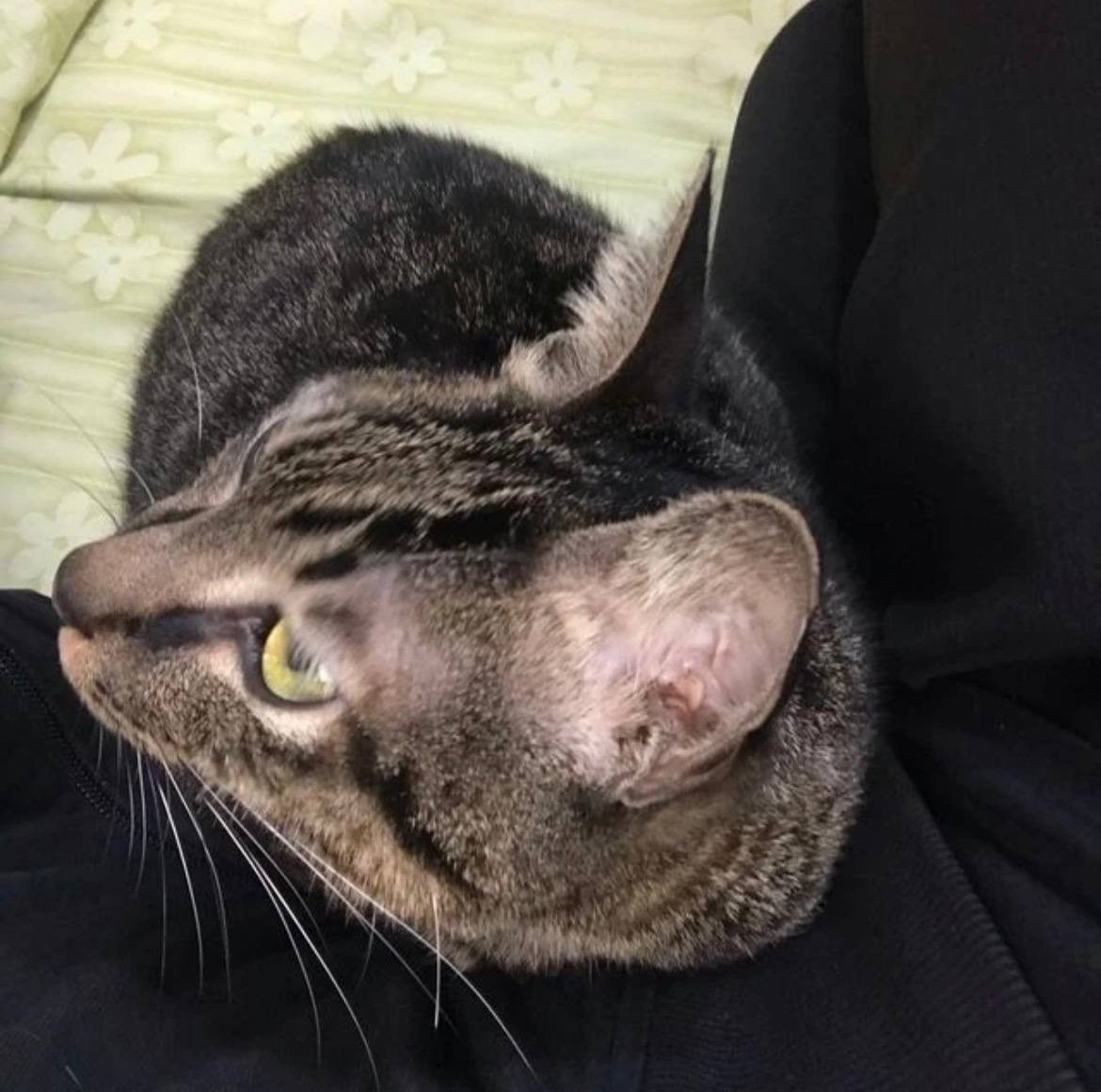 アオイスーパー